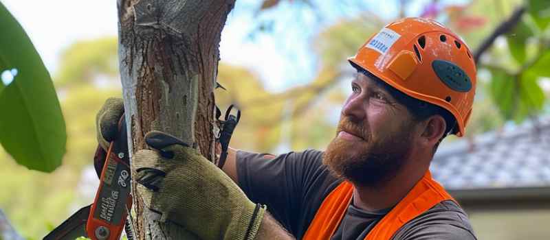 Tree Removal 